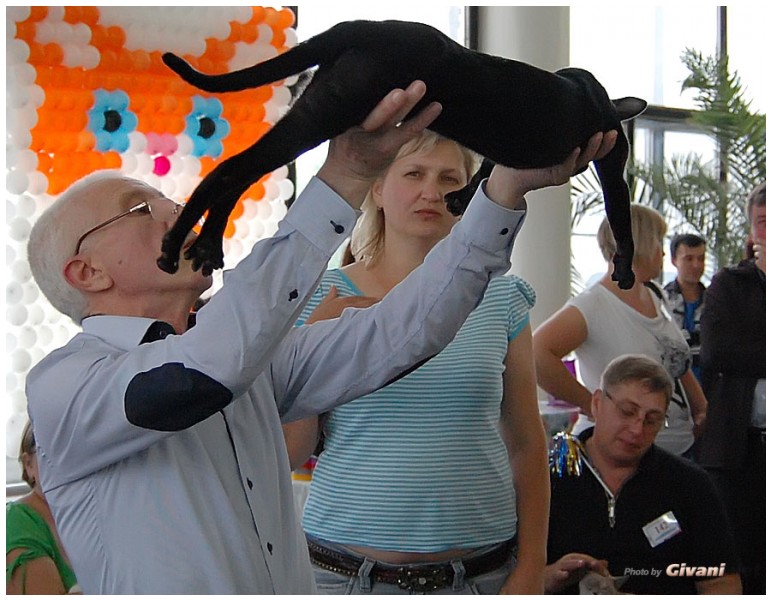 Cats Shows Photo • Выставки кошек - May, 2012 • Ласковый зверь • Луганск - 47