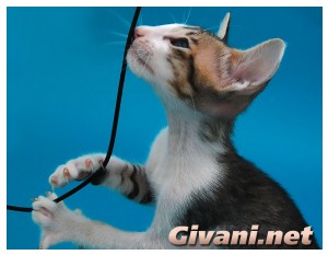 Oriental Cats • Ориентальные кошки - Oriental Kittens • Ориентальные котята - 048