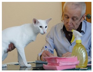Cats Shows Photo • Выставки кошек - May, 2012 • Ласковый зверь • Луганск - 45