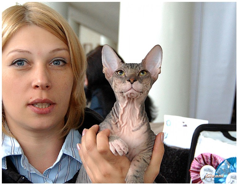 Cats Shows Photo • Выставки кошек - May, 2012 • Ласковый зверь • Луганск - 41