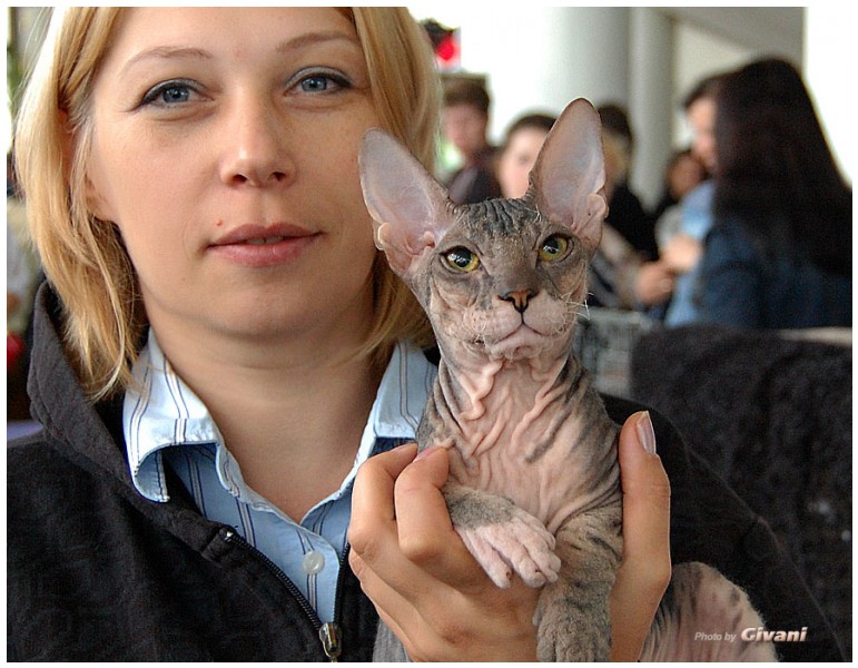Cats Shows Photo • Выставки кошек - May, 2012 • Ласковый зверь • Луганск - 42