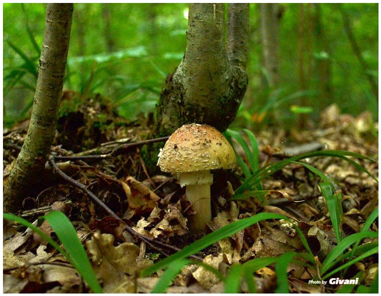 Givani.net - Mushrooms • Грибы - Mushroom-4