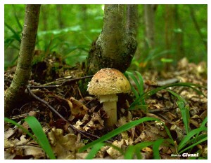 Givani.net - Mushrooms • Грибы - Mushroom-4