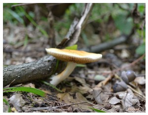 Givani.net - Mushrooms • Грибы - Mushroom-3