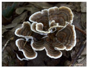 Givani.net - Mushrooms • Грибы - Mushroom-8
