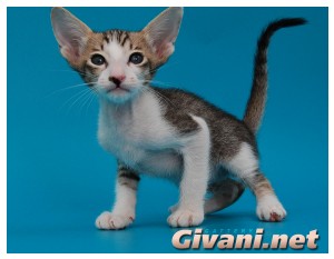 Oriental Cats • Ориентальные кошки - Oriental Kittens • Ориентальные котята - Биколорный ориентальный котенок