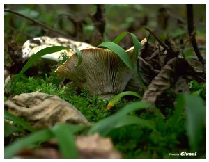 Givani.net - Mushrooms • Грибы - Mushroom-5