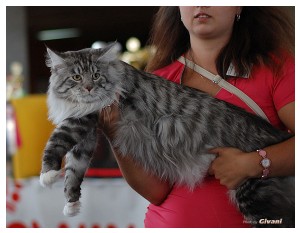 Cats Shows Photo • Выставки кошек - June, 2012 • Чеширский кот • Одесса - 014