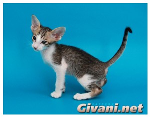 Oriental Cats • Ориентальные кошки - Oriental Kittens • Ориентальные котята - 050