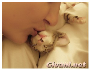 Oriental Cats • Ориентальные кошки - Oriental Kittens • Ориентальные котята - 066