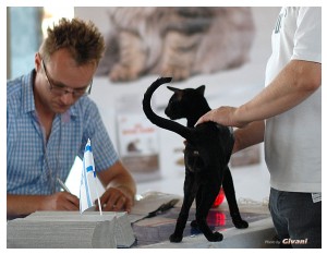 Cats Shows Photo • Выставки кошек - June, 2012 • Чеширский кот • Одесса - Victor Zaalov