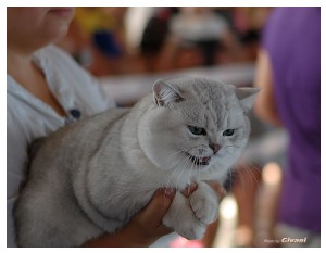 Cats Shows Photo • Выставки кошек - June, 2012 • Чеширский кот • Одесса - 072