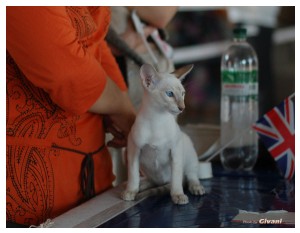 Cats Shows Photo • Выставки кошек - June, 2012 • Чеширский кот • Одесса - 065