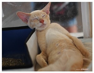 Cats Shows Photo • Выставки кошек - June, 2012 • Чеширский кот • Одесса - Кот отдыхает эта