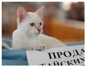 Cats Shows Photo • Выставки кошек - June, 2012 • Чеширский кот • Одесса - 057