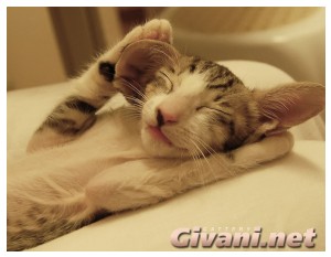 Oriental Cats • Ориентальные кошки - Oriental Kittens • Ориентальные котята - 070