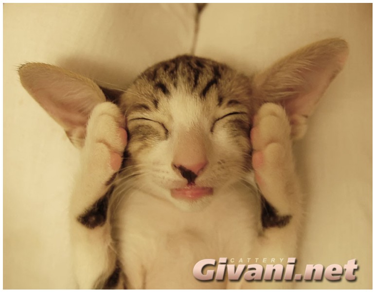 Oriental Cats • Ориентальные кошки - Oriental Kittens • Ориентальные котята - 067