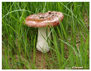 Givani.net - Mushrooms • Грибы - Mushroom • Грибочек