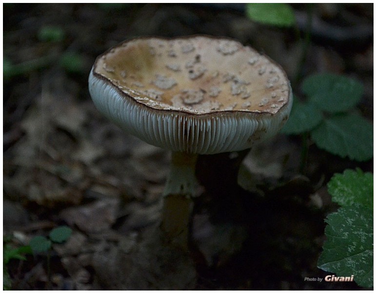 Givani.net - Mushrooms • Грибы - Mushroom-10