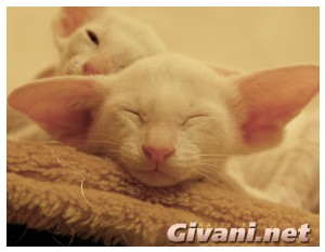 Oriental Cats • Ориентальные кошки - Oriental Kittens • Ориентальные котята - 074