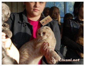 Cats Shows Photo • Выставки кошек - Cats Show • September, 2010 • Донецк - 023