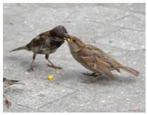 Givani.net - Birds Photo • Фото птиц - Sparrow feeds • Воробьи