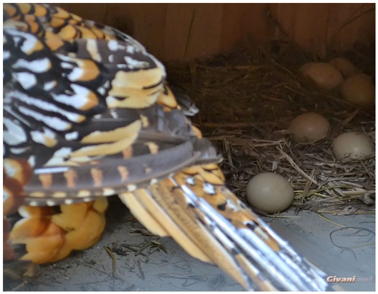 Givani.net - Birds Photo • Фото птиц - Pheasant & eggs • Фазан с яйцами