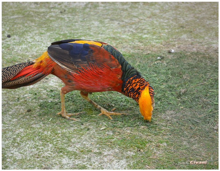 Givani.net - Birds Photo • Фото птиц - Pheasant • Фазан 1