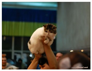 Cats Shows Photo • Выставки кошек - November, 2010 • Кубок Hill's • Донецк - 001