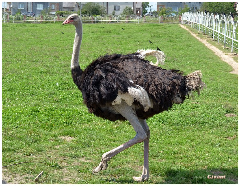 Givani.net - Birds Photo • Фото птиц - Ostrich • Страус самец