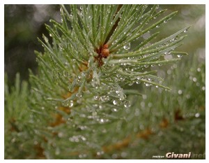 Givani.net - Plants • Растения - Evergreen-7