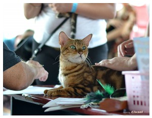 Cats Shows Photo • Выставки кошек - September, 2012 • Кубок Hill's • Донецк - 017