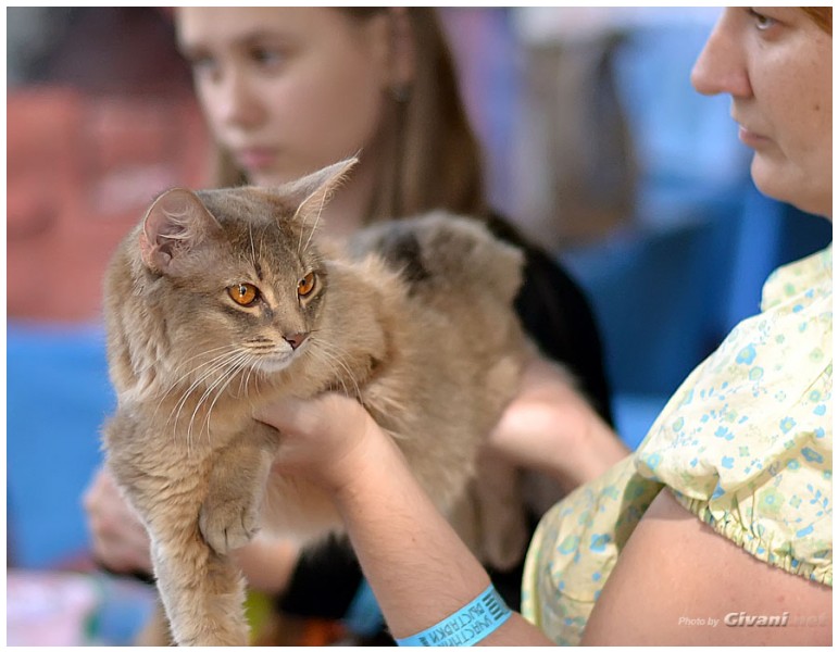 Cats Shows Photo • Выставки кошек - September, 2012 • Кубок Hill's • Донецк - 049