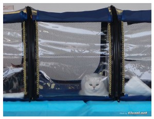 Cats Shows Photo • Выставки кошек - November, 2010 • Кубок Hill's • Донецк - 020