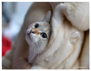 Cats Shows Photo • Выставки кошек - Cats Show • December, 2012 • Донецк - 01