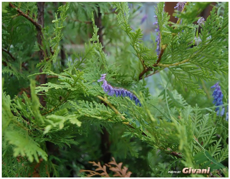 Givani.net - Plants • Растения - Evergreen-8