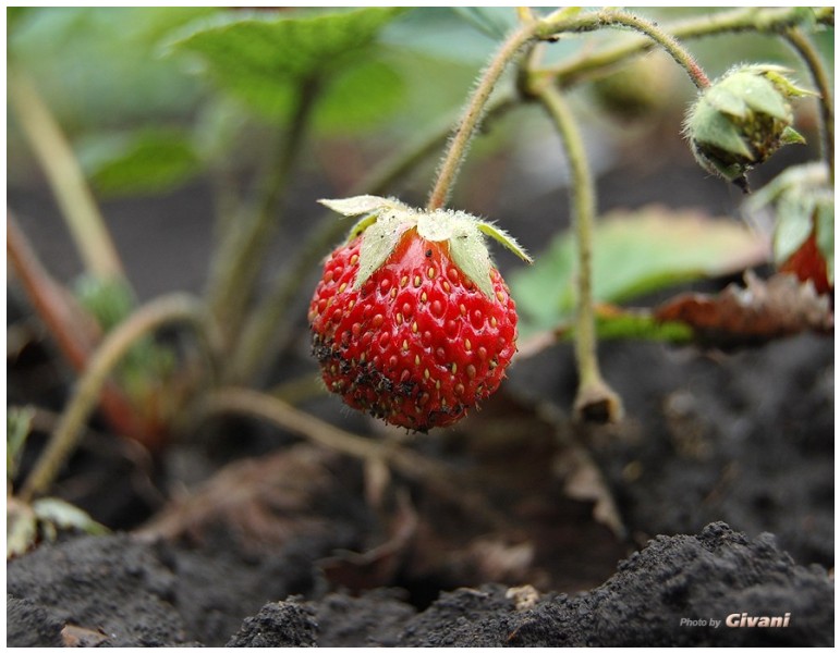 Givani.net - Plants • Растения - Strawberry • Клубника