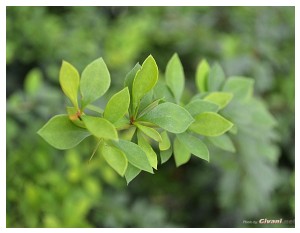 Givani.net - Plants • Растения - Nice Green