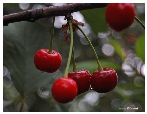Givani.net - Plants • Растения - Cherry-Dew