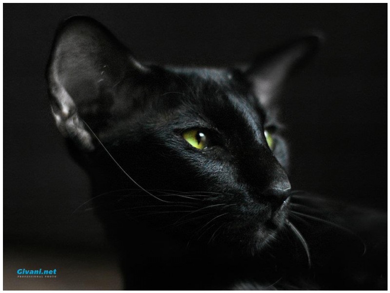 Givani.net - Wallpapers • Обои - Black Cat • Черная кошка
