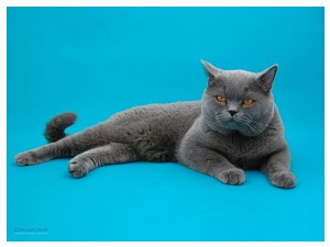 Givani.net - Wallpapers • Обои - Blue Cat • Голубой Кот