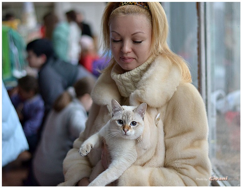 Cats Shows Photo • Выставки кошек - Cats Show • December, 2012 • Донецк - 07