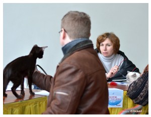 Cats Shows Photo • Выставки кошек - Cats Show • February, 2013 • Донецк - 21