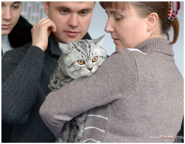 Cats Shows Photo • Выставки кошек - Cats Show • February, 2013 • Донецк - 38