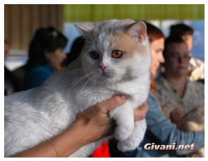 Cats Shows Photo • Выставки кошек - Cats Show • September, 2010 • Донецк - 016