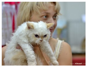 Cats Shows Photo • Выставки кошек - Cats Show • June, 2013 • Donetsk - 22