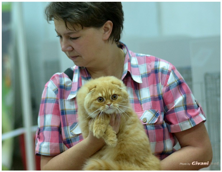 Cats Shows Photo • Выставки кошек - Cats Show • June, 2013 • Donetsk - 40