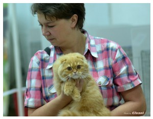 Cats Shows Photo • Выставки кошек - Cats Show • June, 2013 • Donetsk - 40