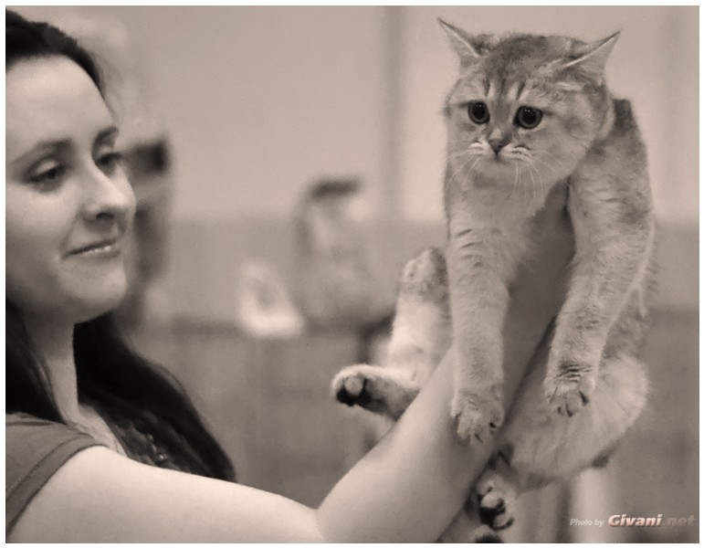 Cats Shows Photo • Выставки кошек - Cats Show • June, 2013 • Donetsk - 58