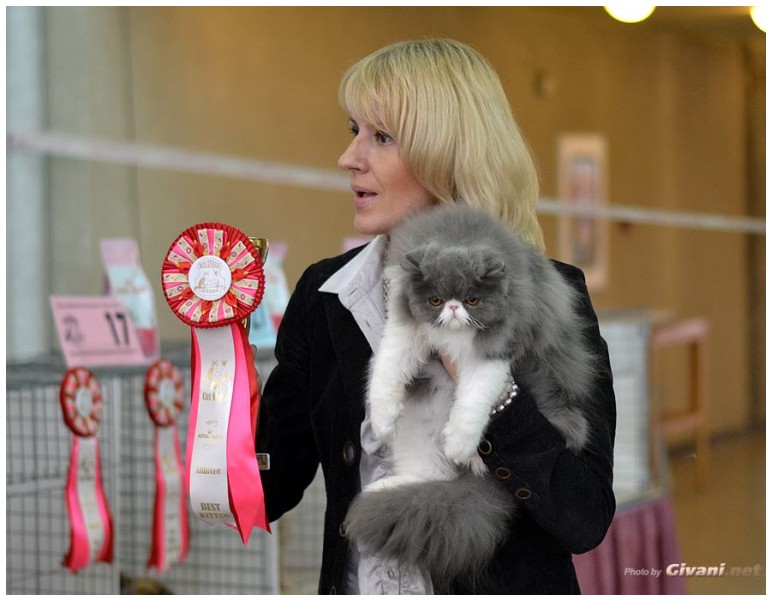 Cats Shows Photo • Выставки кошек - Cats Show • April, 2013 • Kiev - 108